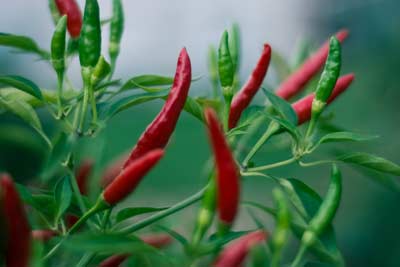chilli plante med rode chillier